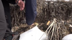 Невероятная находка! Поиск гигантских золотых самородков