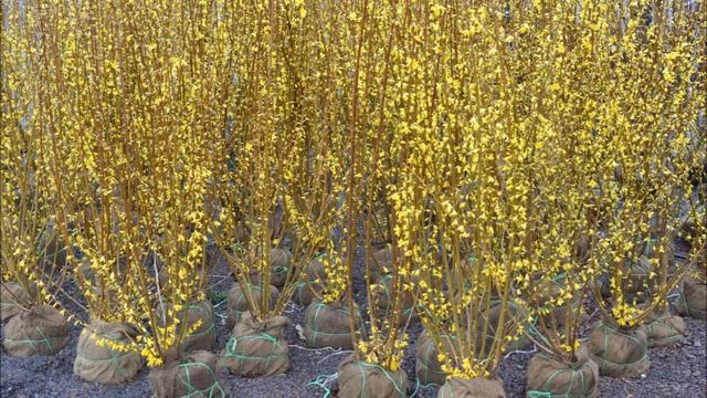 Planting Using Forsythia as a Hedge смотреть онлайн