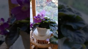 Царство фиалок #цветы #фиалки #комнатныецветы