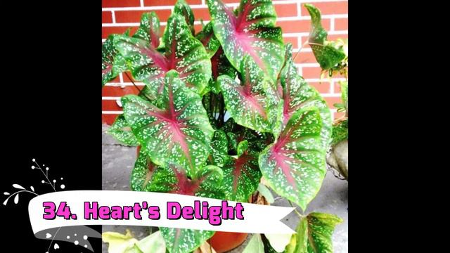 Learn Names of the Most Beautiful Types of Caladiums | Best Caladium Varieties смотреть онлайн