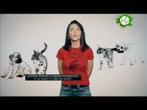 Почему кошка и собака не дерутся?