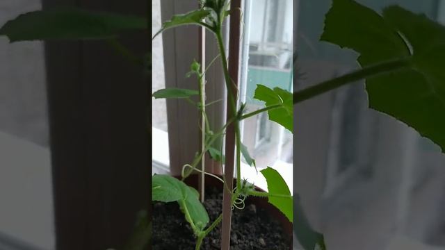 Томаты черри Пиноккио , Огурчики на окошке ... смотреть онлайн