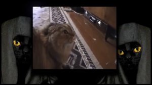 MADEVIL - DEATH CATS |MMV #46