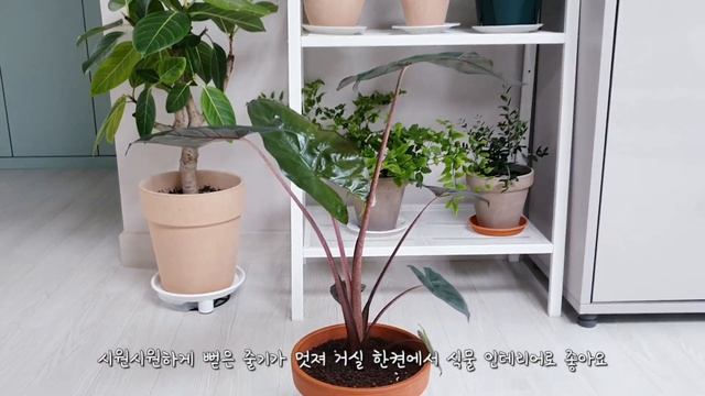 [희귀식물 언박싱] 알로카시아 유카탄 프린세스 /알로카시아 키우는 방법 # Alocasia Yucatan princess смотреть онлайн