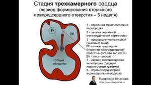 Развитие сердца в эмбриогенезе