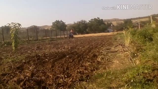 Посев горчицы после картофеля.И что из этого вышло! смотреть онлайн