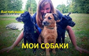 АНГЛИЯ: Как я работала собаководом в Лондоне! Мои английские собаки...