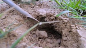 Wow! Catching Couple Snake In Secret Hole - Catching Snake by Hand