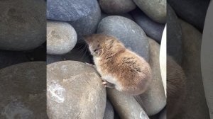 мышка землеройка прячется в камнях. мышь пропитание . в поисках норки mouse Soricidae