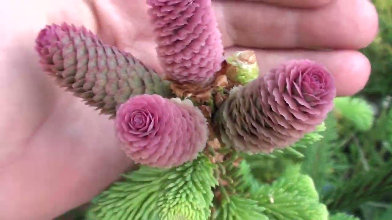 Напоминаю !!! Что срочно надо обработать сад от вредителей !!! И рецепт Семги на углях. смотреть онлайн