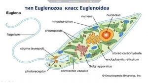 Подцарство Protozoa(Одноклеточные)