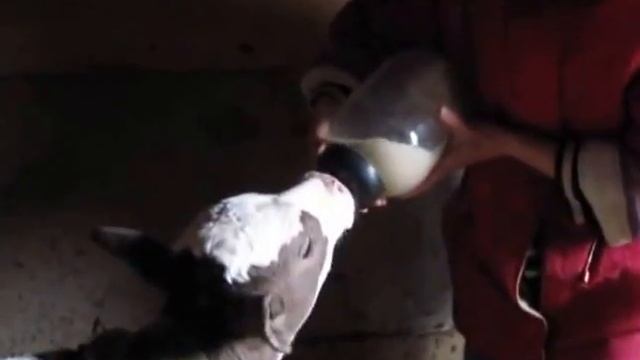 Кормление теленка из соски. смотреть онлайн