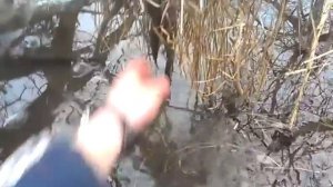 Установка капкана на норку
