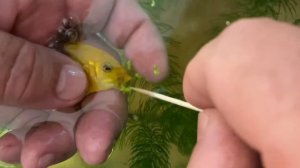 Рождение лабидохромис еллоу