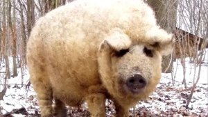 Свинья с шерстью