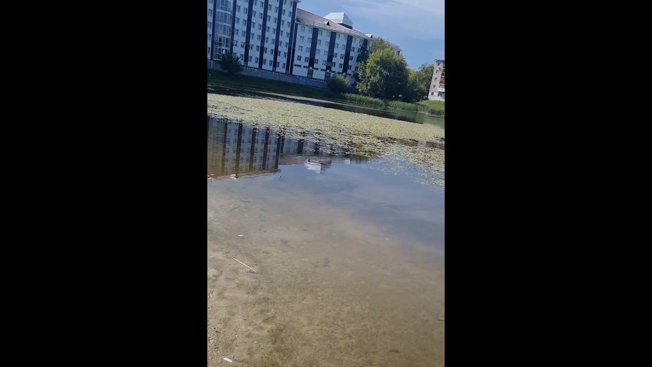 Пруд Утиный, г. Тюмень, работы по очистке продолжаются. 6 августа 2023 г.