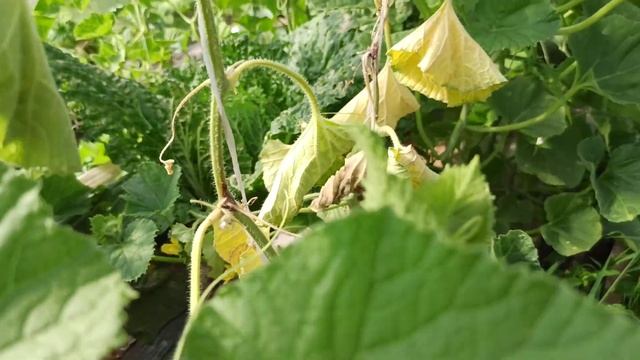 Дыня! Антракноз? Заразил виноград? Чем помочь??? смотреть онлайн