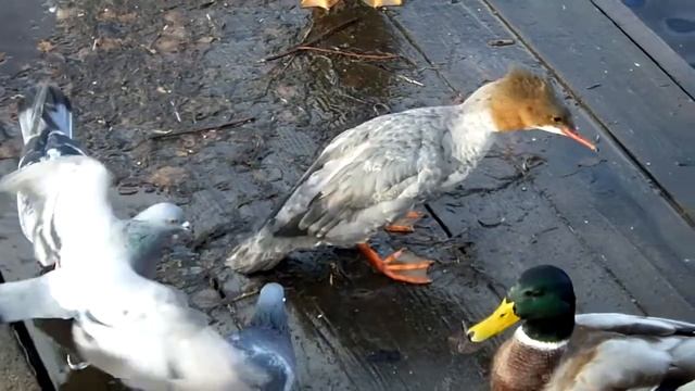 Новый едок смотреть онлайн