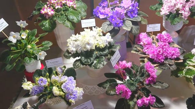 Выставка фиалок город Днепр смотреть онлайн