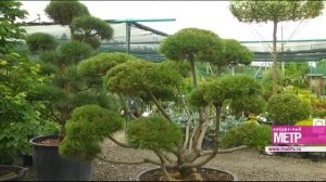 «Зеленый дом»: в садовый центр за ландшафтным дизайном