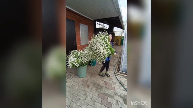 #цветыоптом #матрикария #ромашка смотреть онлайн