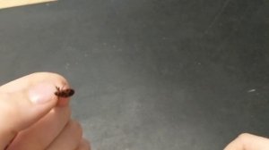 Смотрим под микроскопом. Купил покровное стекло.