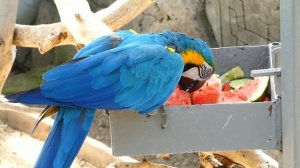 ГЕЛЕНДЖИК 2022. ЧТО КУШАЮТ ПОПУГАИ АРА. ЖИВОТНЫЕ САФАРИ-ПАРКА