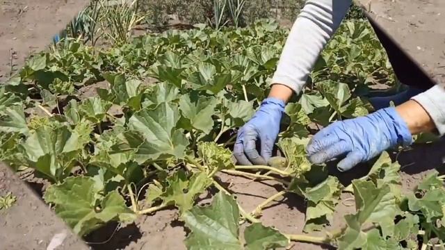 Выращивание дыни в открытом грунте. Growing melons in open ground. Формирование дыни. Сад огород. смотреть онлайн
