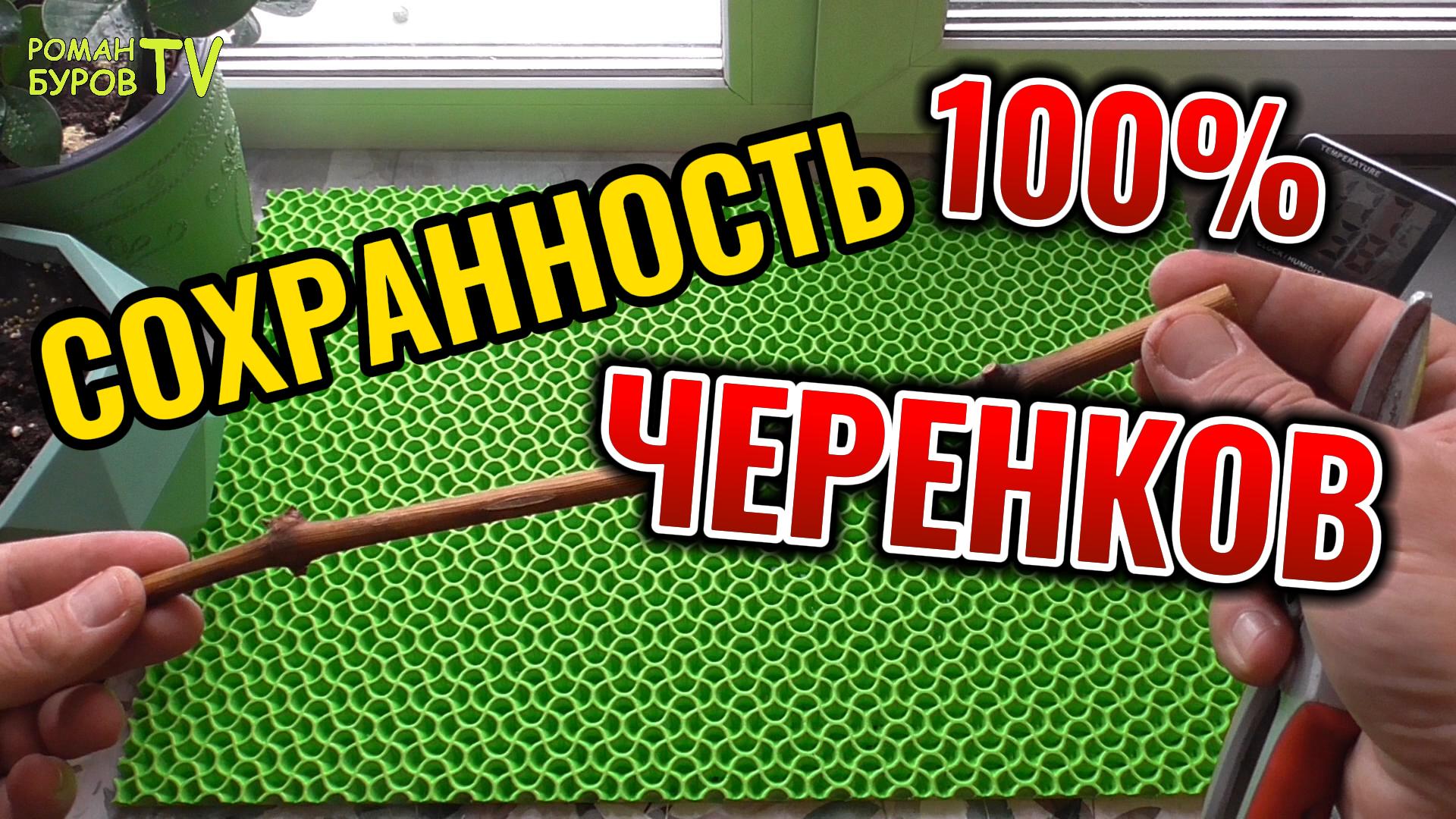 КАК СОХРАНИТЬ ЧЕРЕНКИ ВИНОГРАДА ДО ВЕСНЫ В ДОМАШНИХ УСЛОВИЯХ БЕЗ ПОГРЕБА