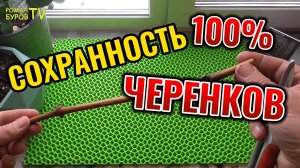 КАК СОХРАНИТЬ ЧЕРЕНКИ ВИНОГРАДА ДО ВЕСНЫ В ДОМАШНИХ УСЛОВИЯХ БЕЗ ПОГРЕБА