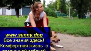 Агрессивная дворняжка. Коррекция поведения. Залюбленный пес