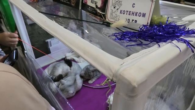 Выставка кошек Киев. Международная выставка кошек. Кот. Чемпионы. МВЦ выставка кошек. Cat show. Vlo