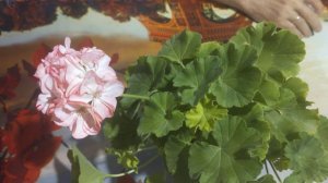 Пеларгония. Peppermint Twist. новая покупка.