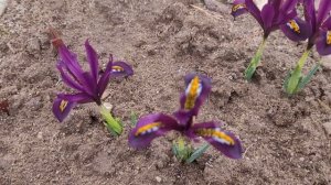 Ирис сетчатый Пепл Джем ( Iris reticulata Purple Gem)