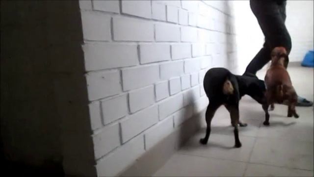 Вязка цвергпинчеров