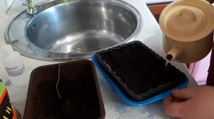 Сею томаты Обеззараживаю семена перекисью водорода