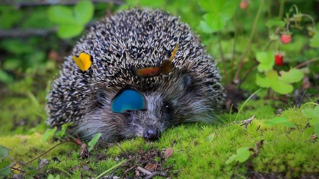 О ежике смотреть онлайн