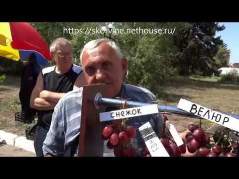Виноград 2019. Выставка в Новочеркасске. Часть 2. Новинки селекции, интервью с селекционерами