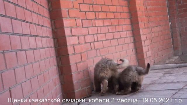 Щенки кавказской овчарки, кобели 2 месяца. www.r-risk.ru +7(926)220-56-03 Татьяна Ягодкина смотреть онлайн