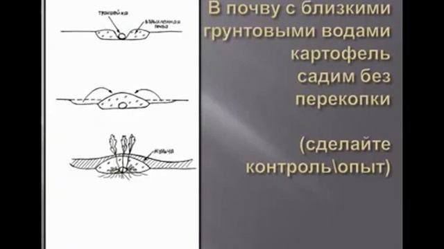 Выращивание картофеля
