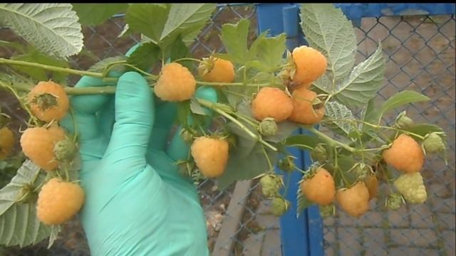 ЗОЛОТАЯ ЗЮГАНА - ягода этой малины золотистого цвета, сладкая и крупная. смотреть онлайн