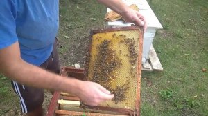 Подготовка пчел к зиме.Хранение рамок суши без химии. Медовое сито.Что делать с пчелами в сентябре?