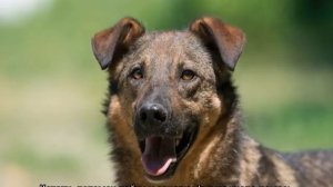 Метис овчарки: как выглядят щенки помеси