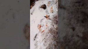 Чупакабра??? УЖАС с курами. Челябинская область, Аргаяшский район, село Кулуево, 14.12.2021.