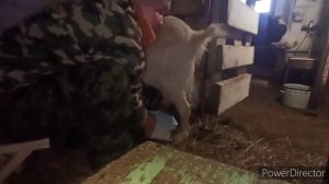 Вредная коза/Пора в запуск/ Дойка козы/Всё молоко котам?