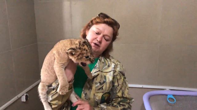 Львёнок Амадей смотреть онлайн