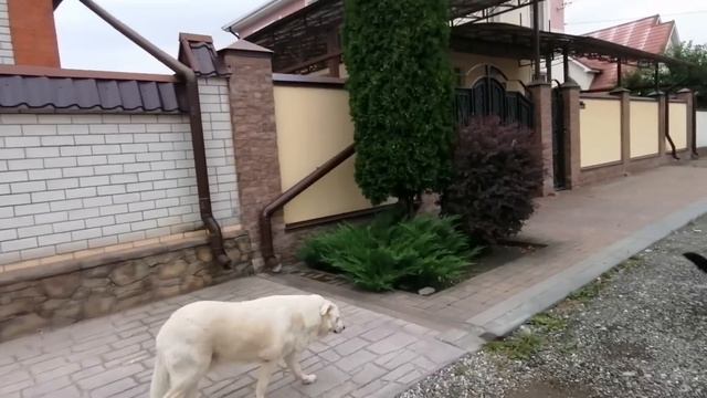 Леди то радуется, то унывает. Котята у нас дома. Вася 2-ю неделю в неволе.Шелли ищет дом! смотреть онлайн