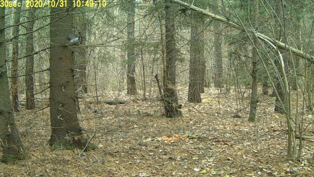 Белка 31.10.2020 смотреть онлайн