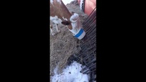 Почему коровы худеют? Зачем знать вес коровы?