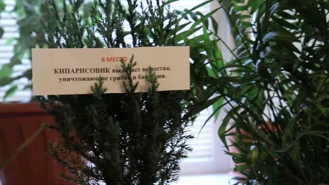 Самые полезные растения для твоего дома!